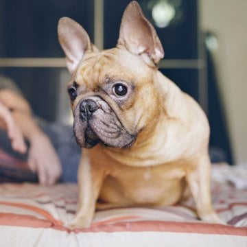 Stop Your Pet From Being a Cockblocker With These 3 Tips