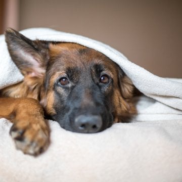 Millennials Facing Harsh Financial Times Over Pet Debt