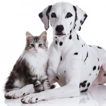Dogs vs. Cats: One Makes Owners Much Happier
