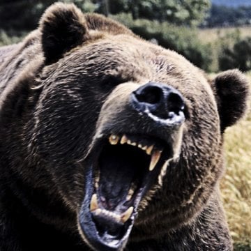 How To: Fight A Bear